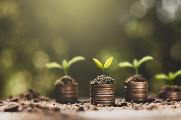 Les semis poussent sur les pièces, pensant à la croissance financière.