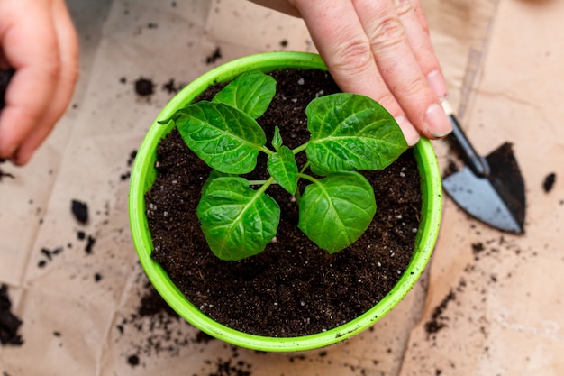 Semis de pousses vertes avec des feuilles dans un pot