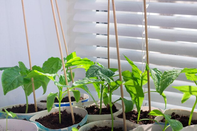 Semis sur le rebord de la fenêtre Semis de poivrons Gros plan de semis de tomates