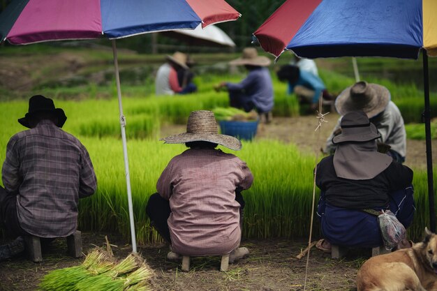 semis de riz avant la plantation