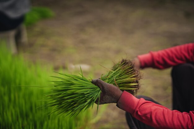 semis de riz avant la plantation