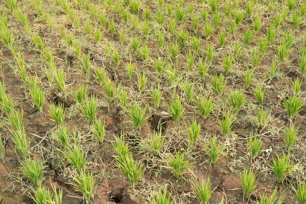 Semis de riz dans le champ gros plan de la photo