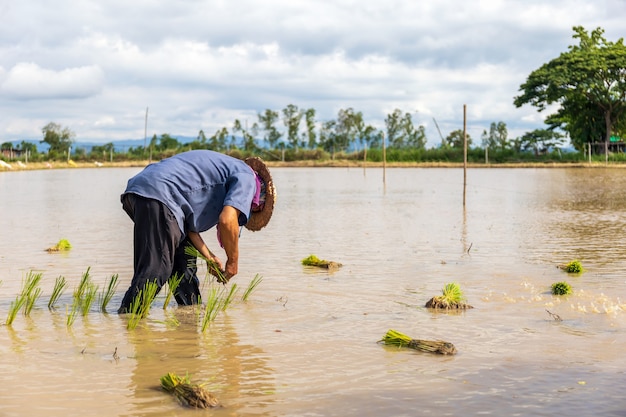 Les semis de riz sont prêts pour la plantation