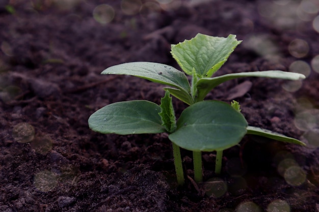 Des semis solides sont la clé d'une bonne récolte de semis de concombre dans le jardin gros plan bokeh place pour le texte