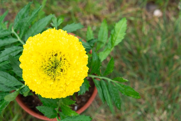 Les semis de souci jaune sont plantés en pleine terre au printemps Fleurs de jardin sans prétention entretien des parterres de fleurs et de la cour