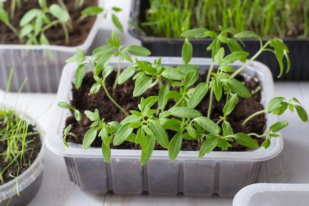 Semis de tomate et d'autres plantes poussant au jardin