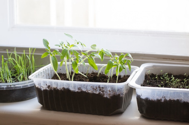 Semis de tomate et d'autres plantes poussant dans le jardin à la maison sur le rebord de la fenêtre