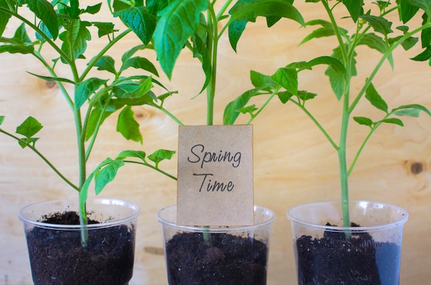 Semis de tomates au printemps