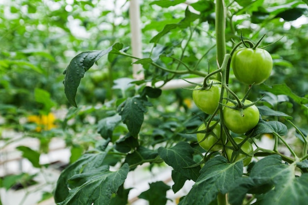 Semis de tomates bio en serre. culture de la tomate