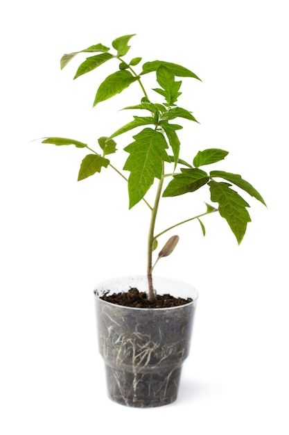 Semis de tomates dans un gobelet jetable en plastique isolé sur une surface blanche