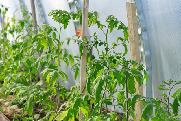 Semis de tomates dans le jardinTomate poussant en serre