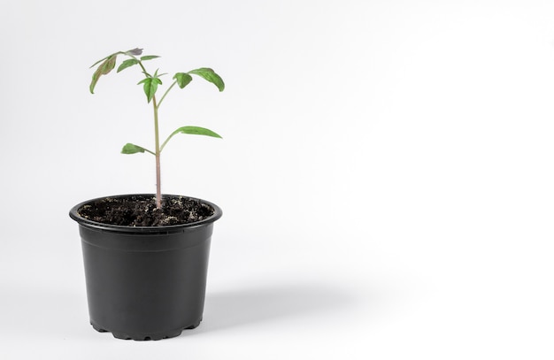 Semis de tomates dans un pot sur fond blanc. Espace pour le texte.