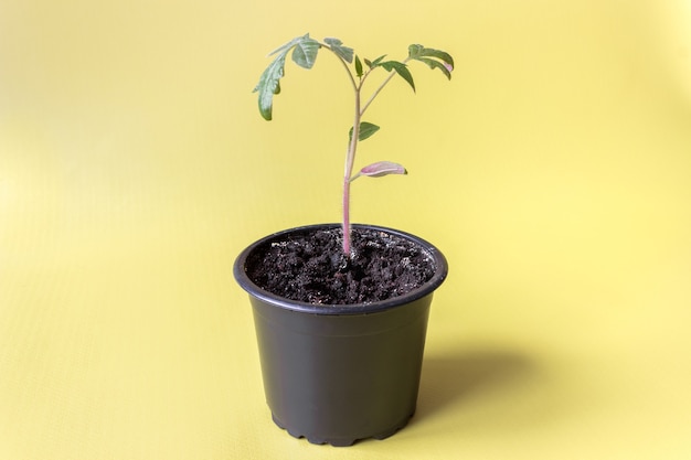 Semis de tomates dans un pot sur fond jaune.