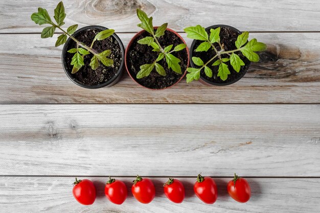 Semis de tomates dans un pot et fruits de tomates sur fond de bois, espace de copie, mise à plat.