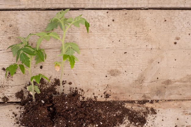 Semis de tomates avec de la terre sans pots sur un fond en bois avec une place pour le texte