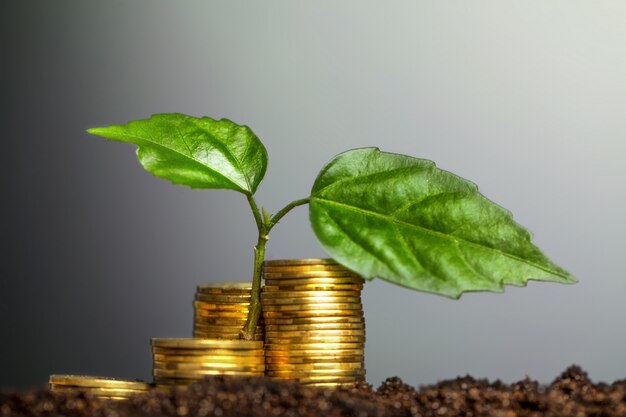 Semis vert poussant à partir de pièces de monnaie dans le sol.