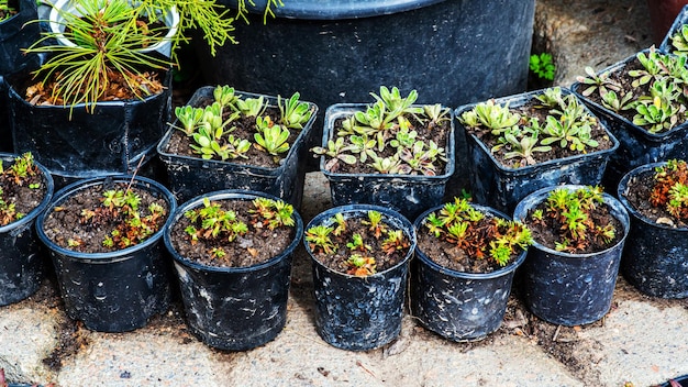 Semis verts en pots biodégradables Plantes vertes en pots de tourbe Semis de jeunes plants en petits pots Plateaux pour semis agricoles