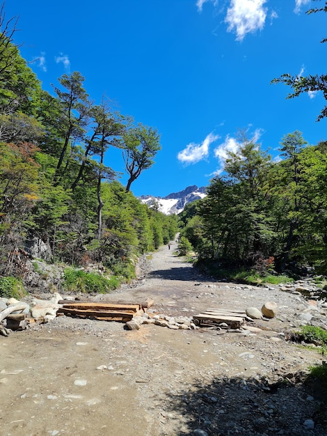 Photo senda de arboles rumbo al glaciar martial en été