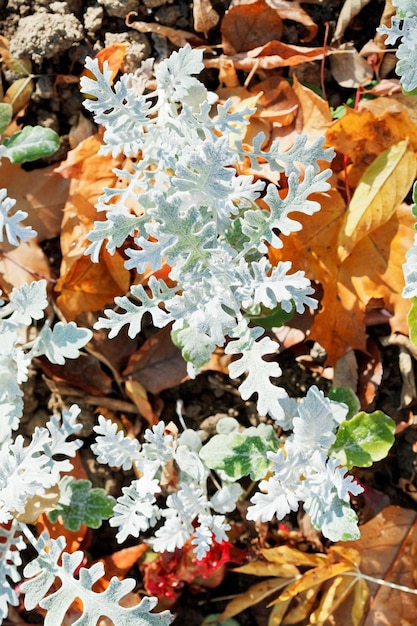 Senecio cineraria plante et litière de feuilles