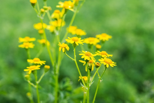 Photo senecio en fleurs dans le jardin sur un fond d'herbe verte