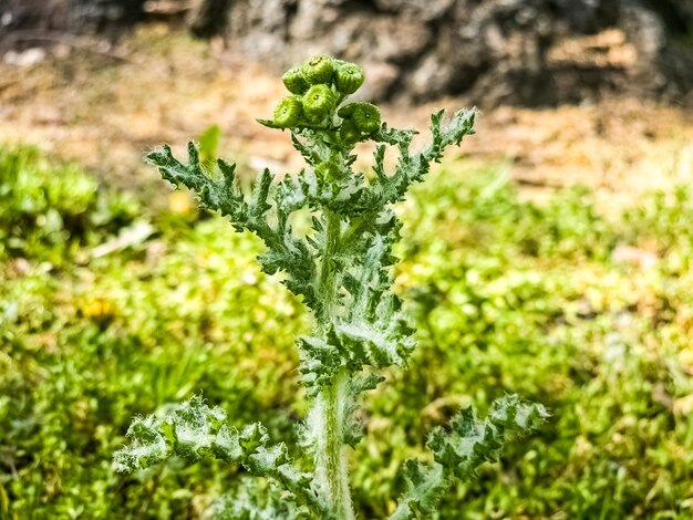 Photo senecio vernalis pousse à l'état sauvage au début du printemps