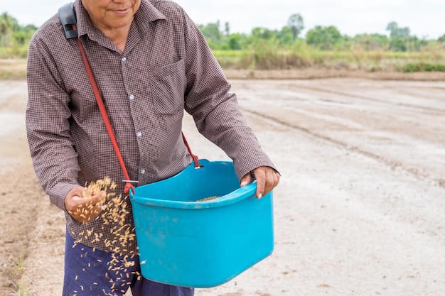 Senior agriculteur asiatique tenant du riz de semence pour la plantation de truies dans une rizière