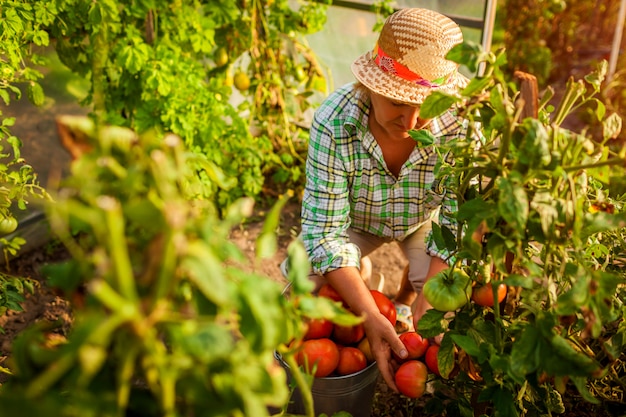 Senior agricultrice cueillette de tomates en serre à la ferme.