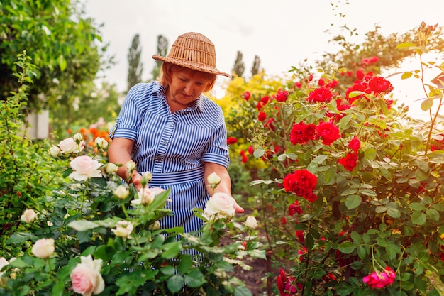 Senior femme cueillant des fleurs dans le jardin. Femme d&#39;âge mûr étreignant rose rosier.