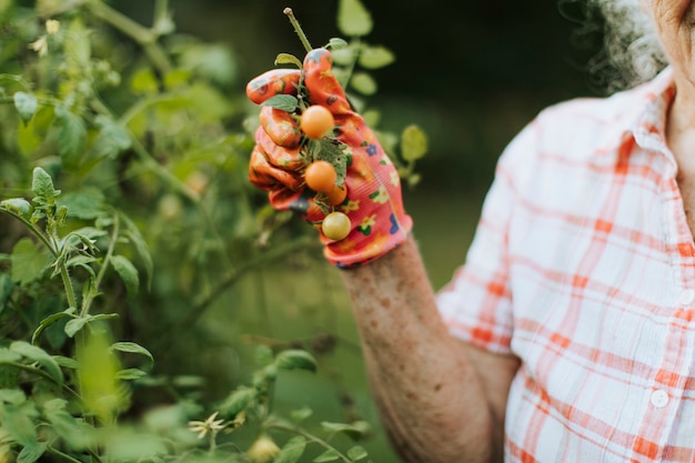 Senior femme cueillant des tomates cerises fraîches de son jardin