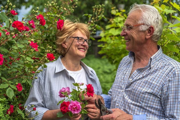 Senior happy smiling man and woman couple couper des roses par une journée ensoleillée. Jardinage de printemps et d'été