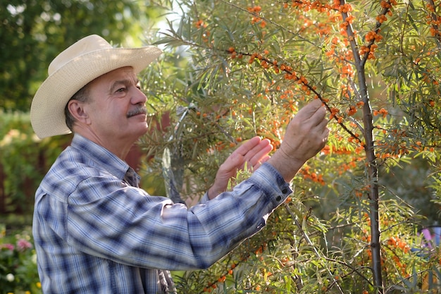 Senior homme hispanique au chapeau debout dans son jardin près de l'argousier et la collecte des baies.