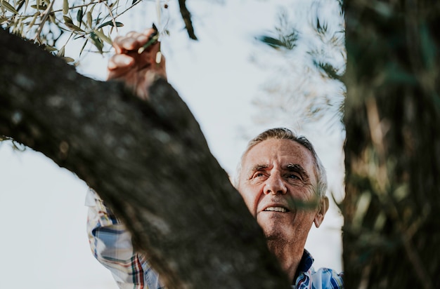Senior homme souriant cheveux gris récolte olives biologiques