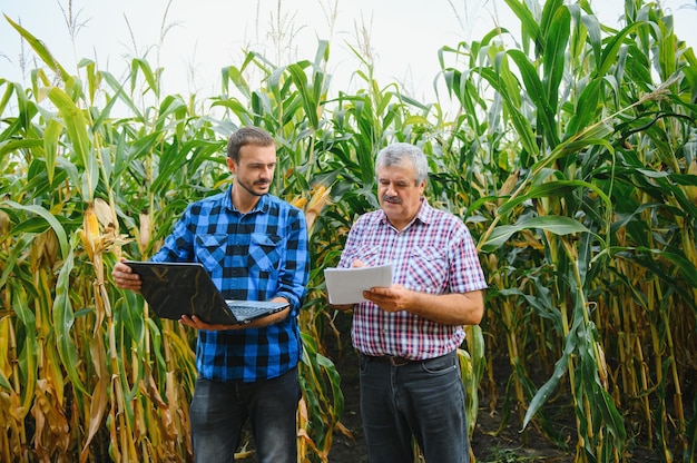 Senior et jeune agriculteur debout dans un champ de maïs avec tablette, regardant et pointant du doigt, ils examinent le corp au coucher du soleil