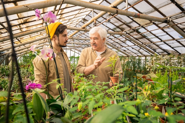 Senior pépiniériste holding plante en pot et expliquant au jeune homme comment faire pousser des fleurs en serre