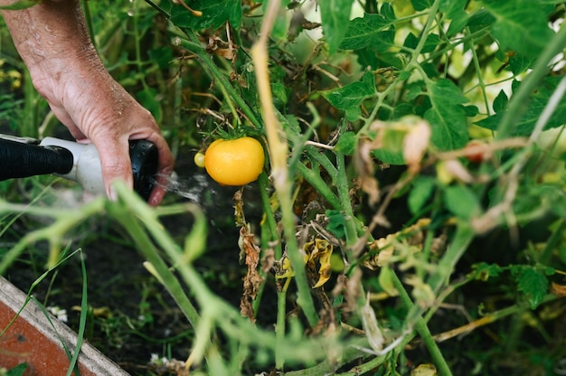 Senior woman arroser les légumes non mûrs dans la serre