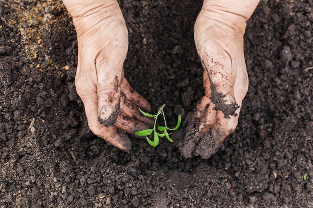 A senior woman's hands planter des plants de tomates dans le jardin