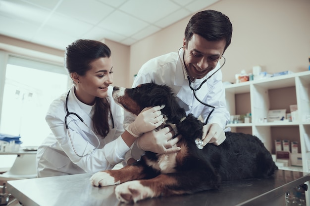 Sennenhund lèche le docteur visage vétérinaire vérifie le coeur de chien