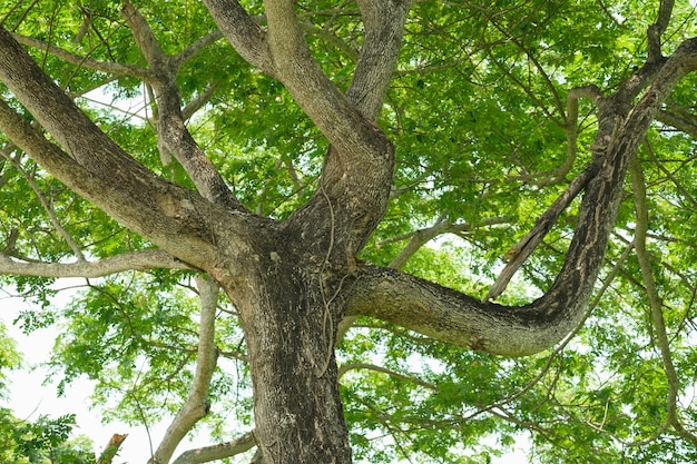 Sens naturel avec tronc d'arbre