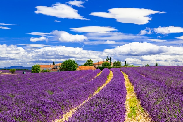 Senteurs violettes en fleurs de lavande à Provance