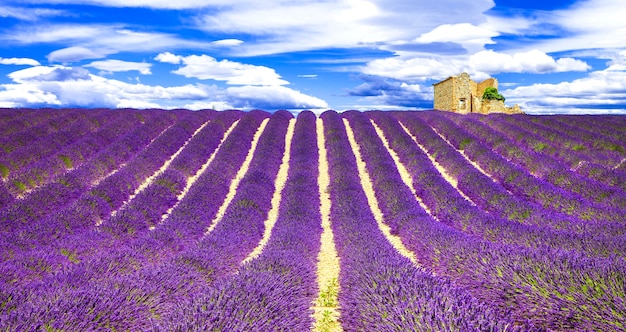 Senteurs violettes en fleurs de lavande à Provance