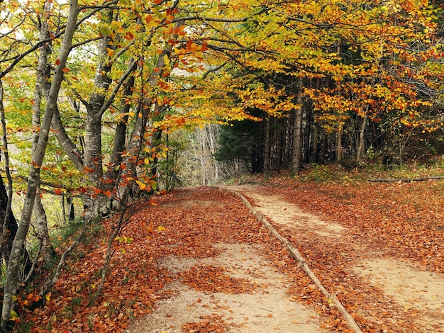 Photo un sentier au milieu des arbres à l'automne dans le parc national des lacs de plitvice