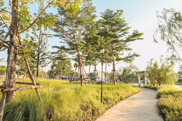 Un sentier au milieu des arbres sur le champ contre le ciel