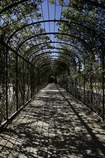 Un sentier au milieu des arbres contre le ciel