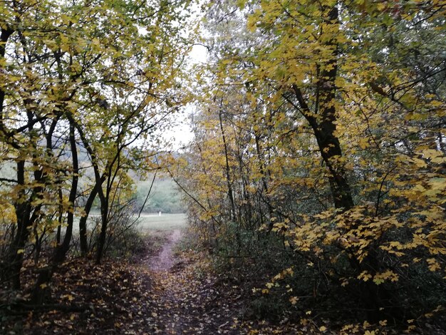 Photo un sentier au milieu des arbres dans la forêt en automne