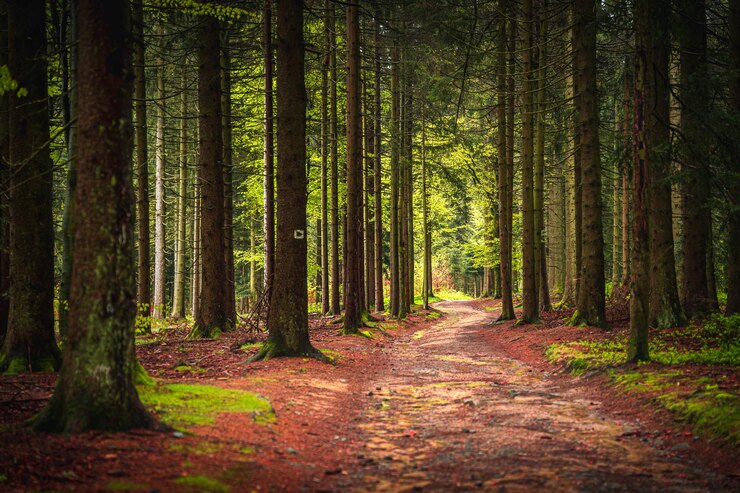 Photo un sentier au milieu des arbres dans la forêt en automne