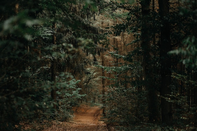 Photo un sentier au milieu des arbres dans la forêt