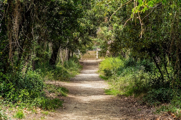 Un sentier au milieu des arbres dans la forêt