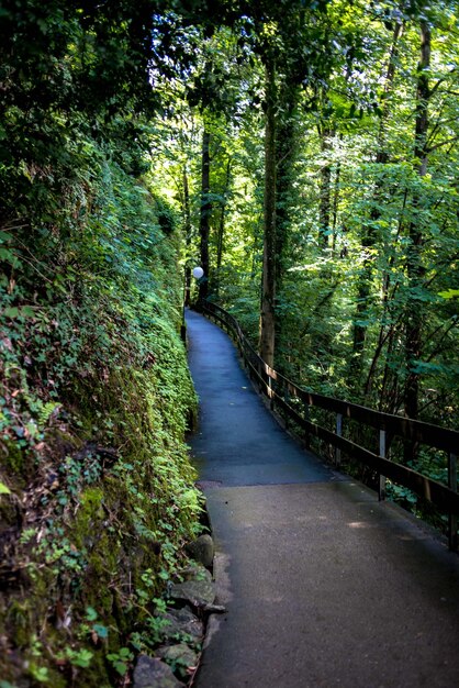 Photo un sentier au milieu des arbres dans la forêt