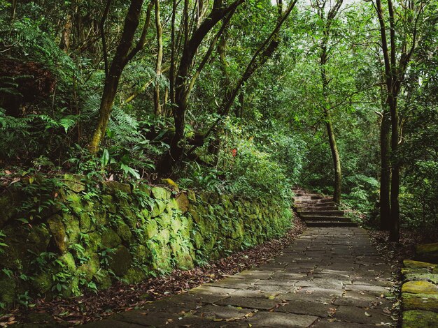 Un sentier au milieu des arbres dans la forêt