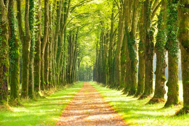 Un sentier au milieu des arbres dans la forêt